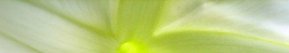 Оптовый каталог купить оптом цветы зелень горшечка скульптурные растения. Photo (c) CC
